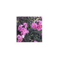 Lilas des Indes Black Diamond® 'Lavender Lace'