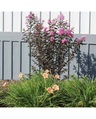 Lilas des Indes Black Diamond® 'Lavender Lace'