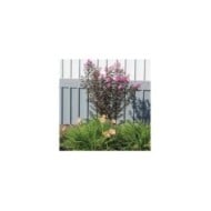 Lilas des Indes Black Diamond® 'Lavender Lace'