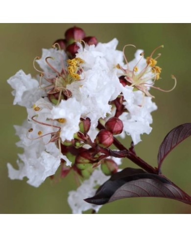 Lilas des Indes Black Diamond® 'Pure White'