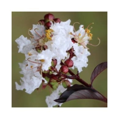 Lilas des Indes Black Diamond® 'Pure White'