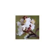Lilas des Indes Black Diamond® 'Pure White'