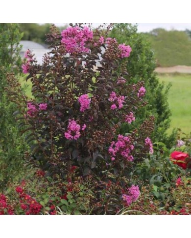 Lilas des Indes Black Diamond® 'Purely Purple'