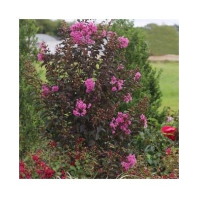 Lilas des Indes Black Diamond® 'Purely Purple'