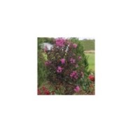 Lilas des Indes Black Diamond® 'Purely Purple'