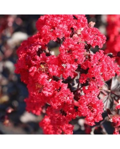 Lilas des Indes Black Diamond® 'Red Hot'