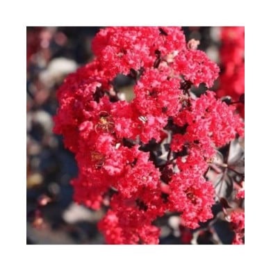 Lilas des Indes Black Diamond® 'Red Hot'