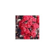 Lilas des Indes Black Diamond® 'Red Hot'