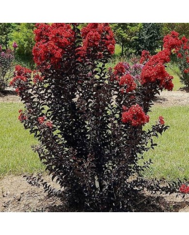 Lilas des Indes Black Diamond® 'Red Hot'