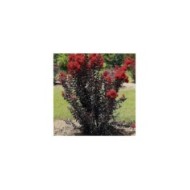 Lilas des Indes Black Diamond® 'Red Hot'