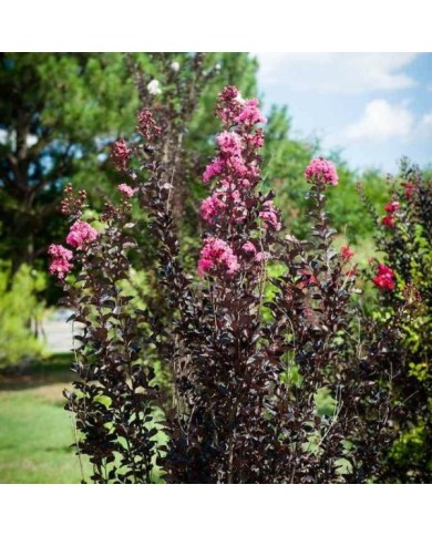 Lilas des Indes Black Diamond® 'Shell Pink'