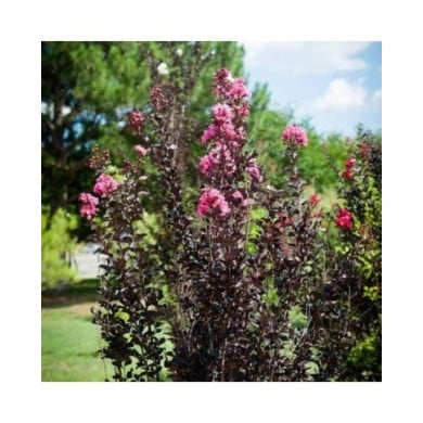 Lilas des Indes Black Diamond® 'Shell Pink'