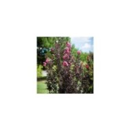 Lilas des Indes Black Diamond® 'Shell Pink'