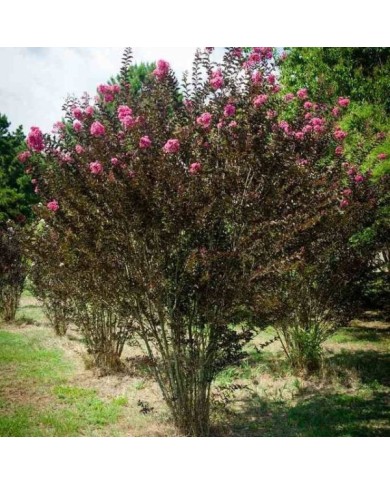 Lilas des Indes Black Diamond® 'Shell Pink'
