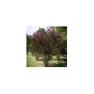 Lilas des Indes Black Diamond® 'Shell Pink'