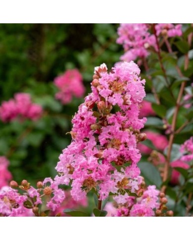 Lilas des Indes Choco Pink 'Lagvap'