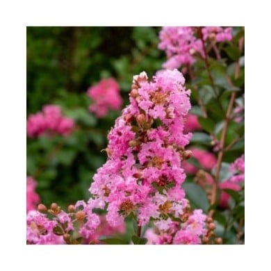 Lilas des Indes Choco Pink 'Lagvap'