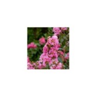 Lilas des Indes Choco Pink 'Lagvap'