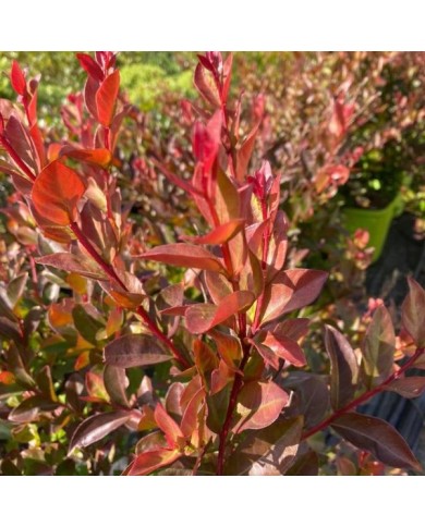 Lilas des Indes Choco Pink 'Lagvap'