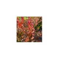 Lilas des Indes Choco Pink 'Lagvap'