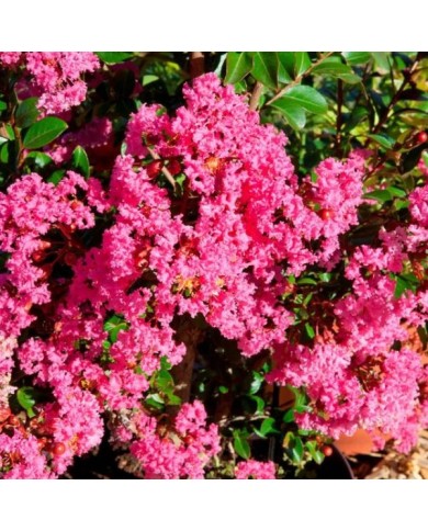 Lilas des Indes Kiss 'Milarosso'