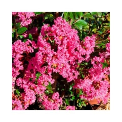 Lilas des Indes Kiss 'Milarosso'