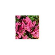 Lilas des Indes Kiss 'Milarosso'