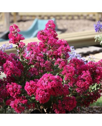 Lilas des Indes Kiss 'Milarosso'