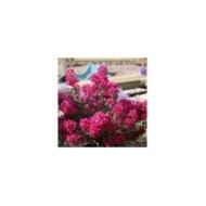 Lilas des Indes Kiss 'Milarosso'