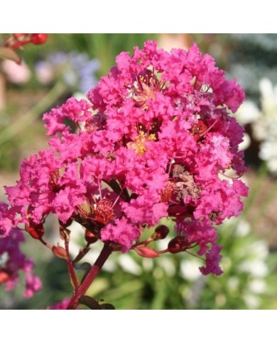 Lilas des Indes Kiss 'Milarosso'