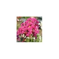 Lilas des Indes Kiss 'Milarosso'