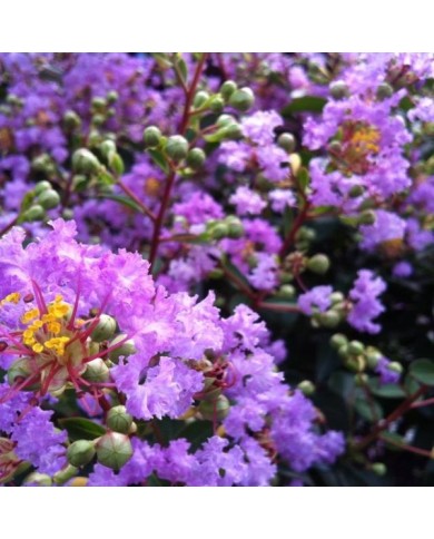 Lilas des Indes mauve