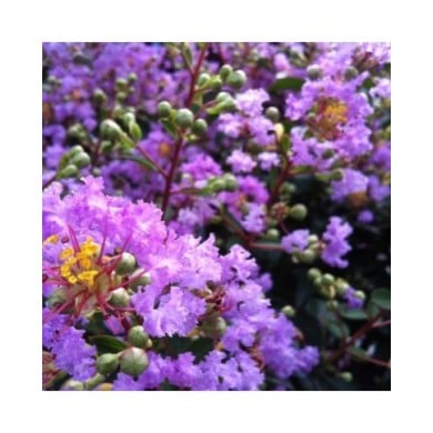 Lilas des Indes mauve