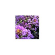 Lilas des Indes mauve