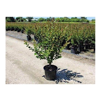 Lilas des Indes rose