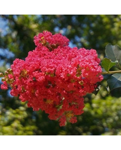 Lilas des Indes rouge