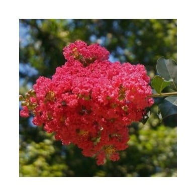 Lilas des Indes rouge