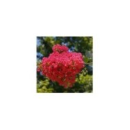 Lilas des Indes rouge