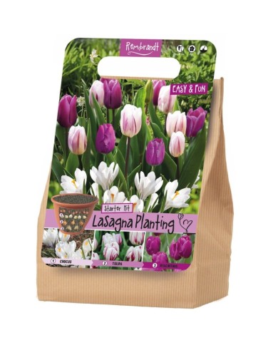 Kit Lasagne Rembrandt - lot de 18 bulbes