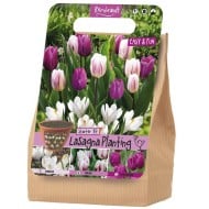 Kit Lasagne Rembrandt - lot de 18 bulbes