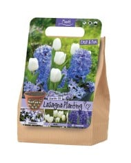 Kit Lasagne Monet - lot de 20 bulbes