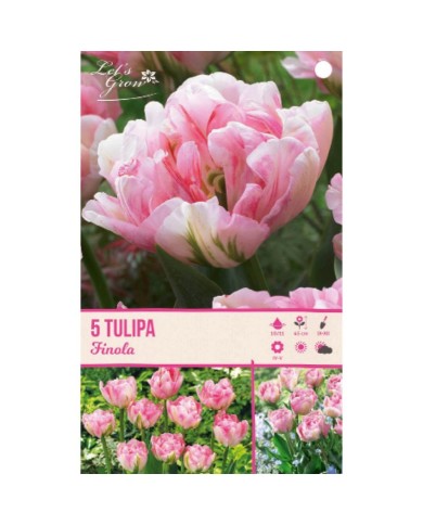 Tulipe Finola - lot de 5 bulbes