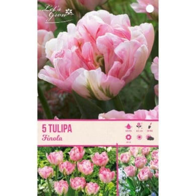 Tulipe Finola - lot de 5 bulbes