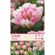 Tulipe Finola - lot de 5 bulbes