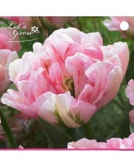 Tulipe Finola - lot de 5 bulbes