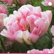 Tulipe Finola - lot de 5 bulbes