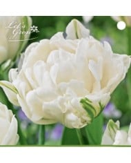 Tulipe Mount Tacoma - lot de 5 bulbes