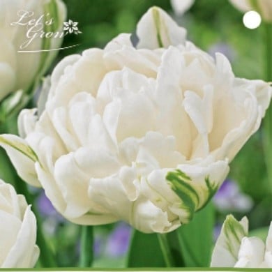 Tulipe Mount Tacoma - lot de 5 bulbes