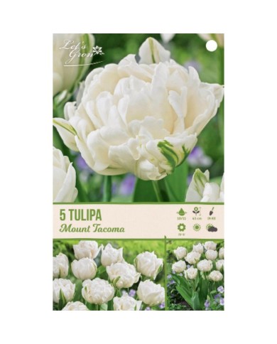 Tulipe Mount Tacoma - lot de 5 bulbes
