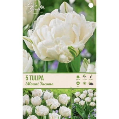 Tulipe Mount Tacoma - lot de 5 bulbes